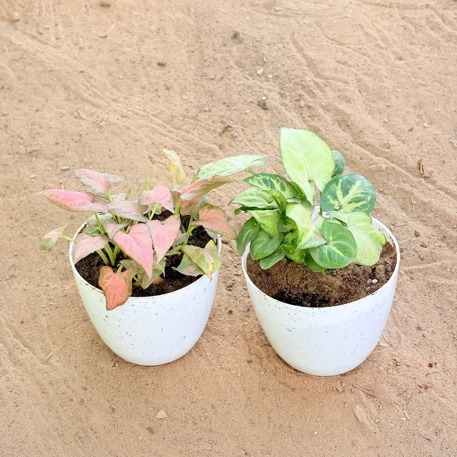Set of 2 - Syngonium Pink Arrowhead & Syngonium Butterfly in 4 Inch White Premium Orchid Round Plastic Pot