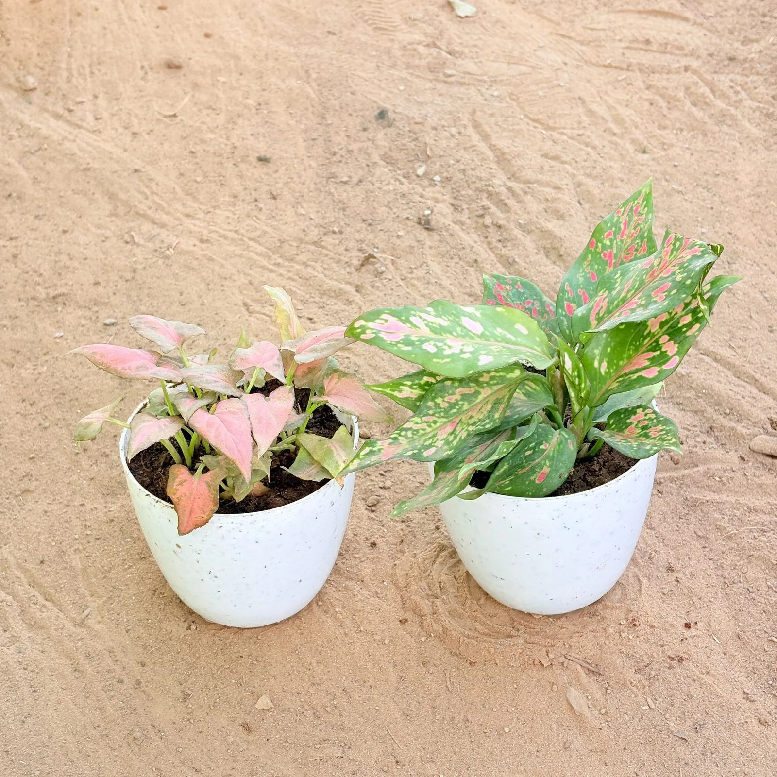 Set of 2 - Syngonium Pink Arrowhead & Aglaonema Pink in 4 Inch White Premium Orchid Round Plastic Pot