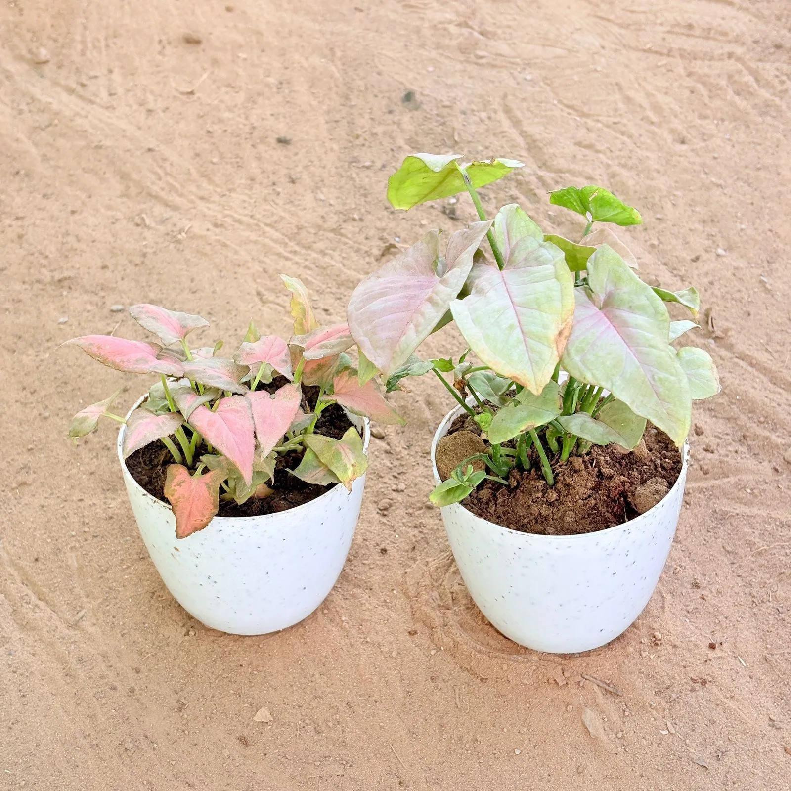 Set of 2 - Syngonium Pink Arrowhead & Syngonium Pink in 4 Inch White Premium Orchid Round Plastic Pot