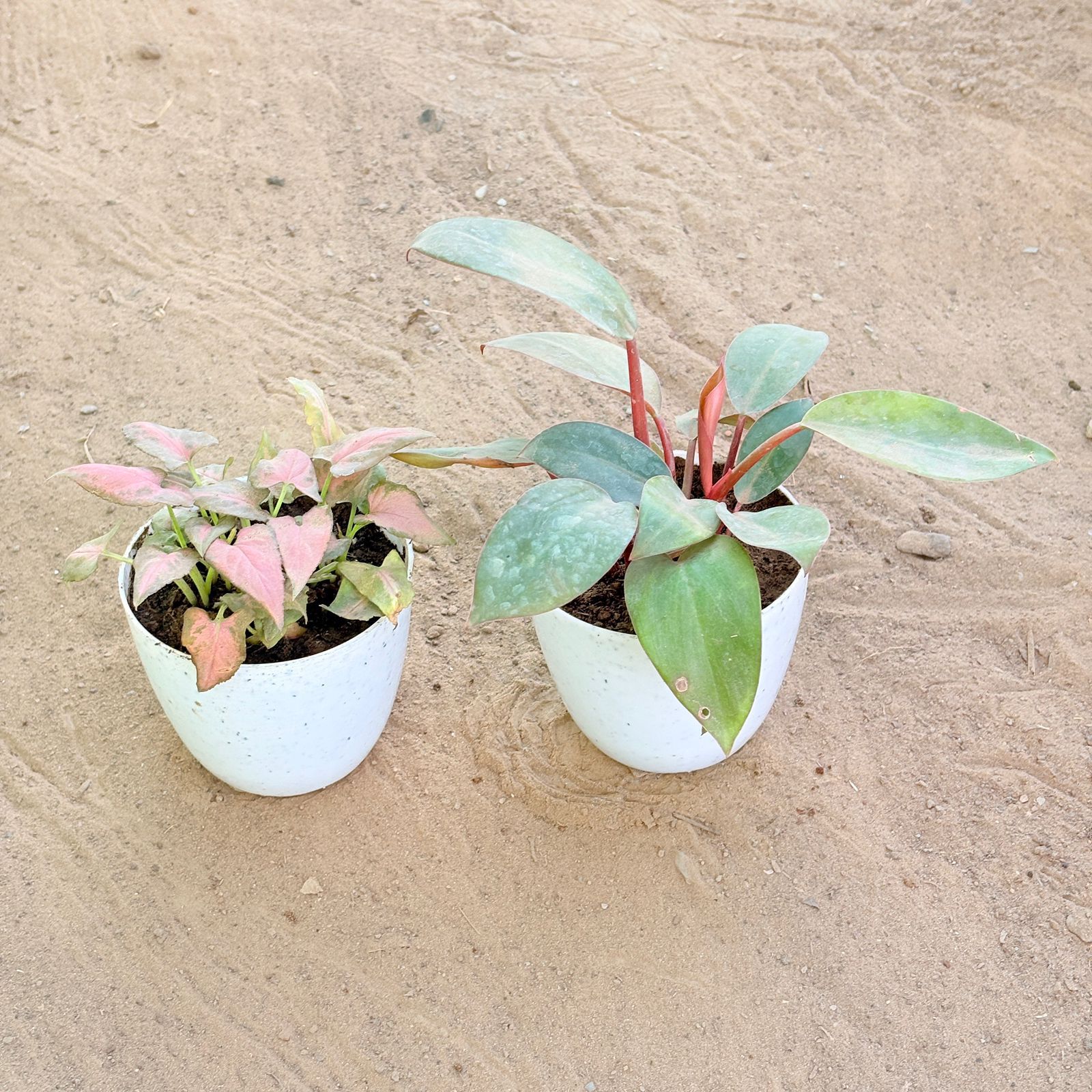 Set of 2 - Syngonium Pink Arrowhead & Philodendron Red in 4 Inch White Premium Orchid Round Plastic Pot