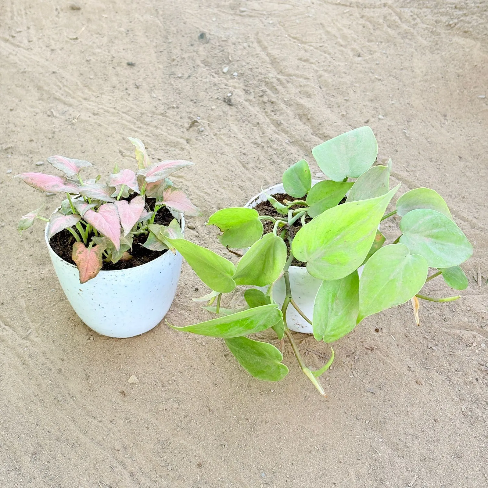 Set of 2 - Syngonium Pink Arrowhead & Oxycardium Green in 4 Inch White Premium Orchid Round Plastic Pot