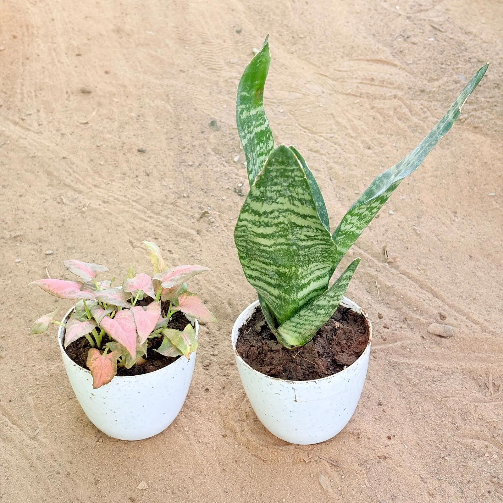 Set of 2 - Syngonium Pink Arrowhead & Snake Green in 4 Inch White Premium Orchid Round Plastic Pot