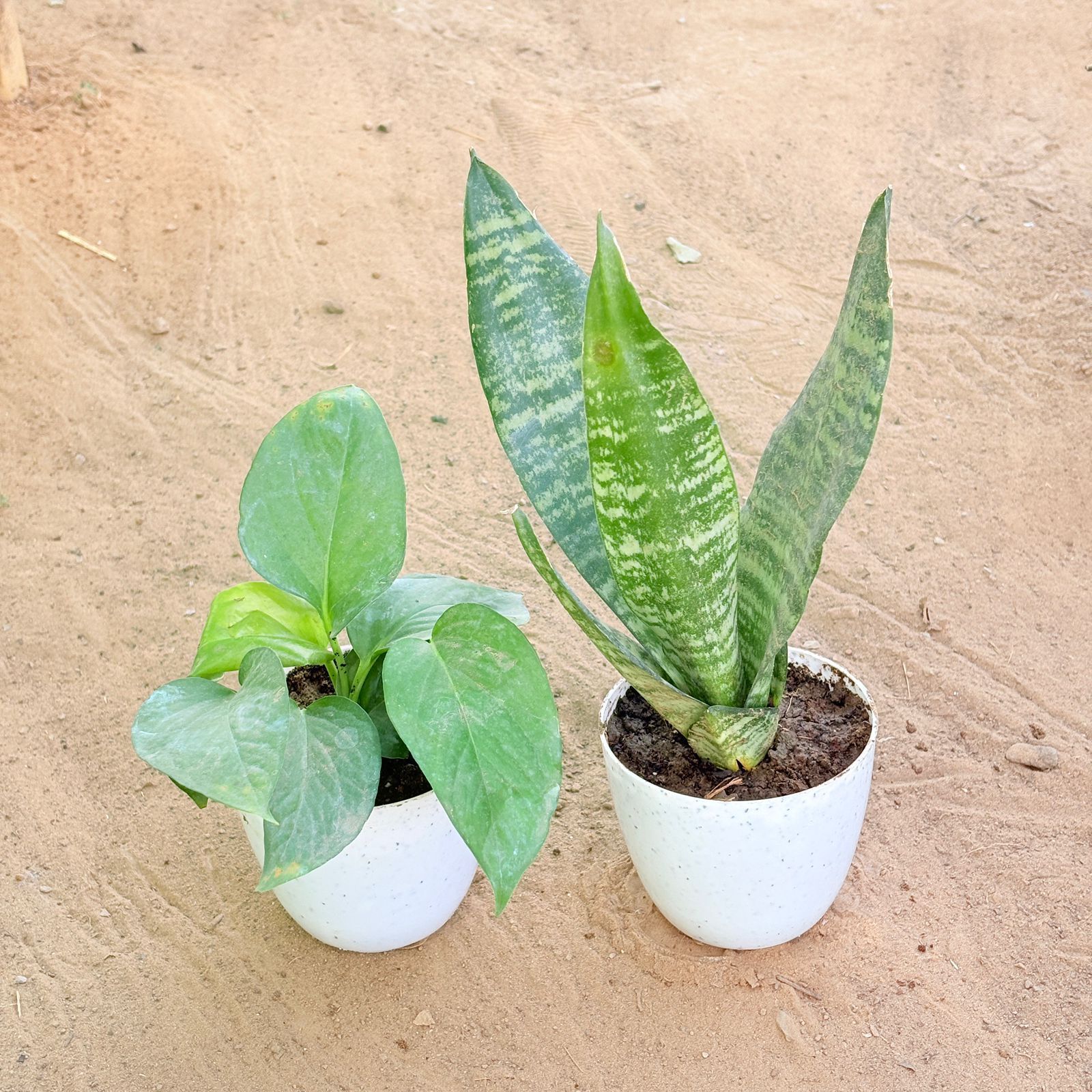 Set of 2 - Money Plant Green & Snake Green in 4 Inch White Premium Orchid Round Plastic Pot