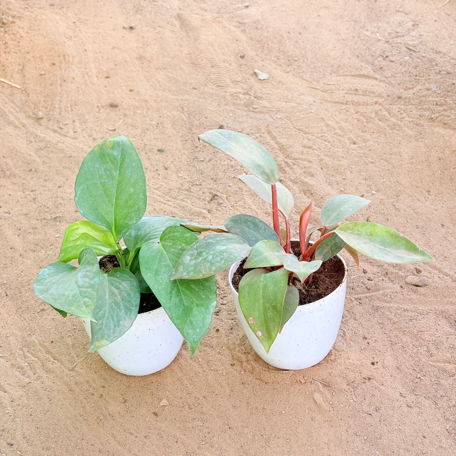 Set of 2 - Money Plant Green & Philodendron Red in 4 Inch White Premium Orchid Round Plastic Pot
