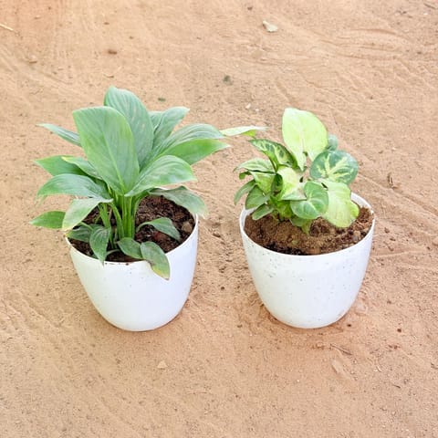 Set of 2 - Peace Lily & Syngonium Butterfly in 4 Inch Live Plant White Premium Orchid Round Plastic Pot