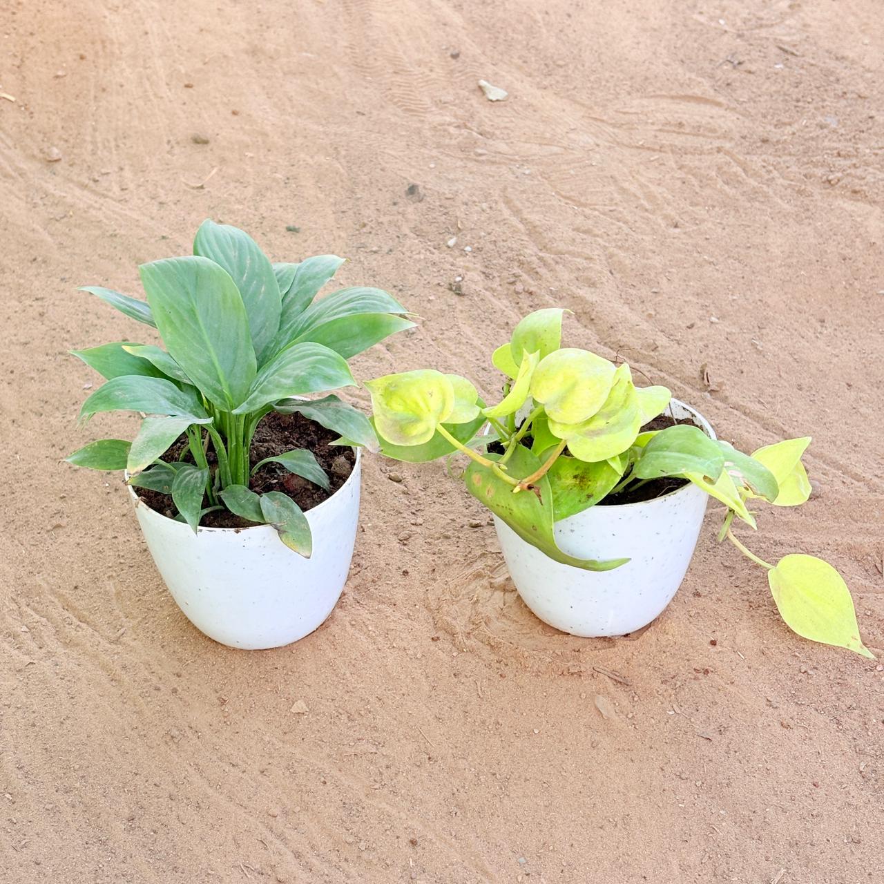 Set of 2 - Peace Lily & Oxycardium Golden in 4 Inch White Premium Orchid Round Plastic Pot