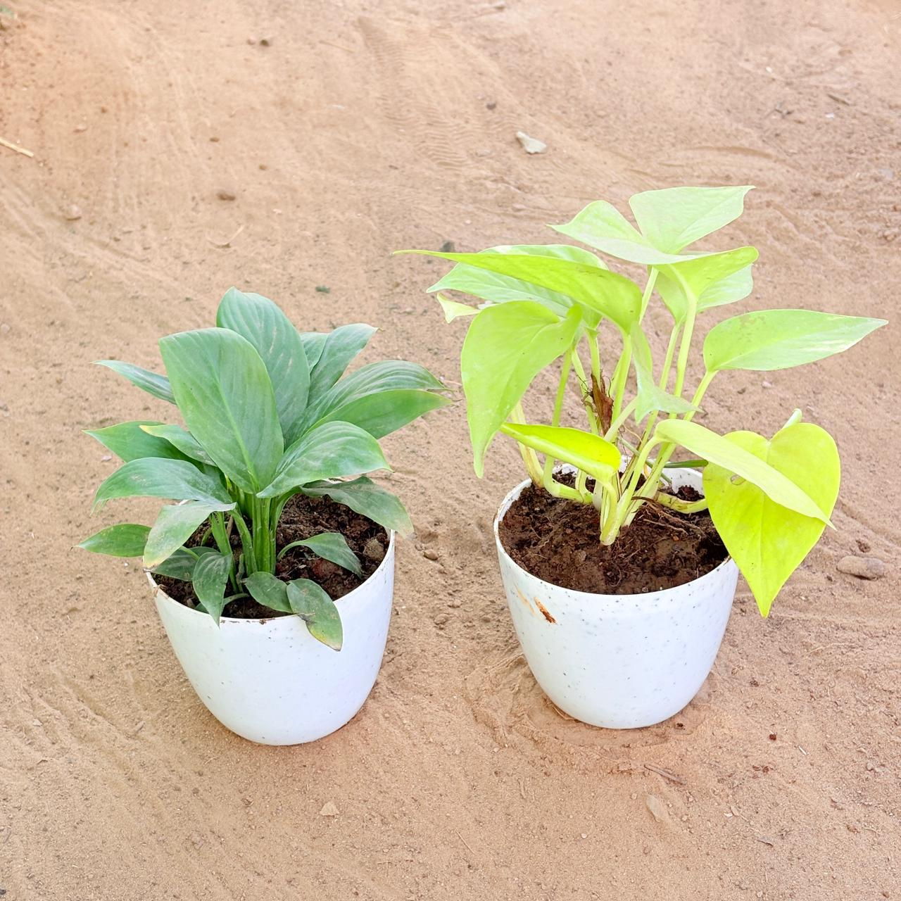 Set of 2 - Peace Lily & Money Plant Golden in 4 Inch White Premium Orchid Round Plastic Pot