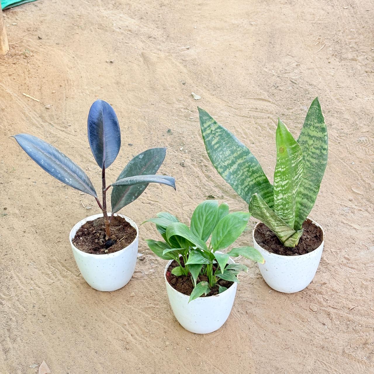 Set of 3 - Rubber Black, Snake Green & Peace Lily in 4 Inch White Premium Orchid Round Plastic Pot