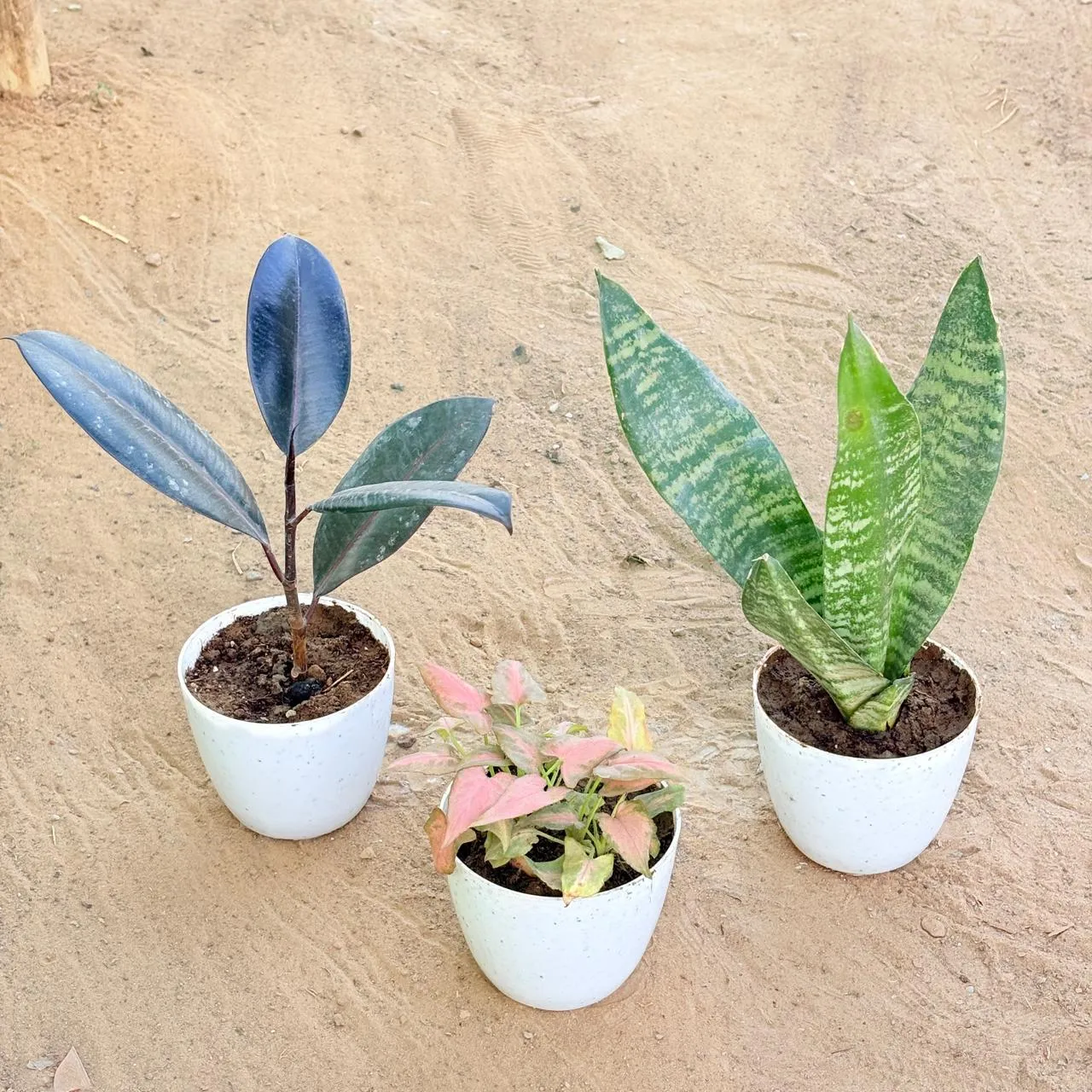 Set of 3 - Rubber Black, Snake Green & Syngonium Pink Arrowhead in 4 Inch White Premium Orchid Round Plastic Pot