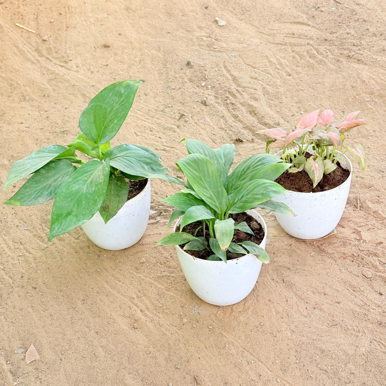 Set of 3 - Peace Lily, Syngonium Pink Arrowhead & Money Plant Green in 4 Inch White Premium Orchid Round Plastic Pot