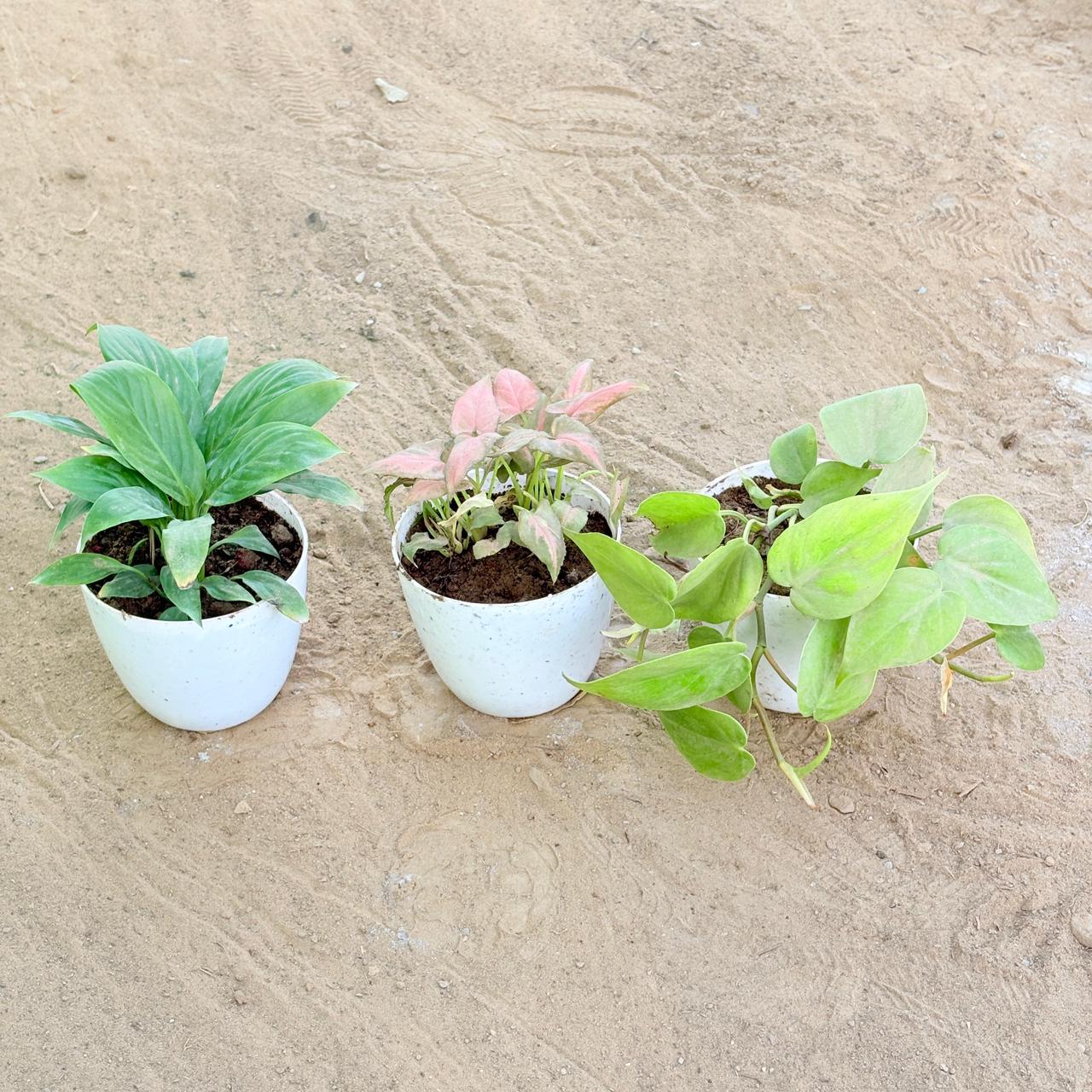Set of 3 - Peace Lily, Syngonium Pink Arrowhead & Oxycardium Green in 4 Inch White Premium Orchid Round Plastic Pot