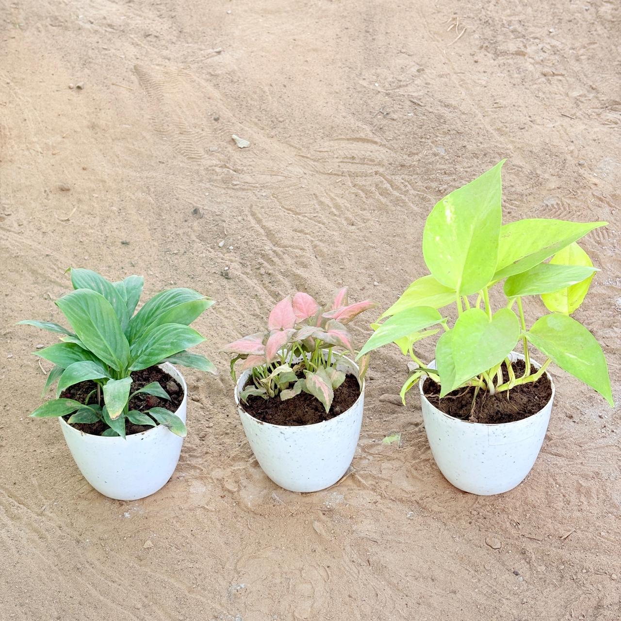 Set of 3 - Peace Lily, Syngonium Pink Arrowhead & Money Plant Golden in 4 Inch White Premium Orchid Round Plastic Pot