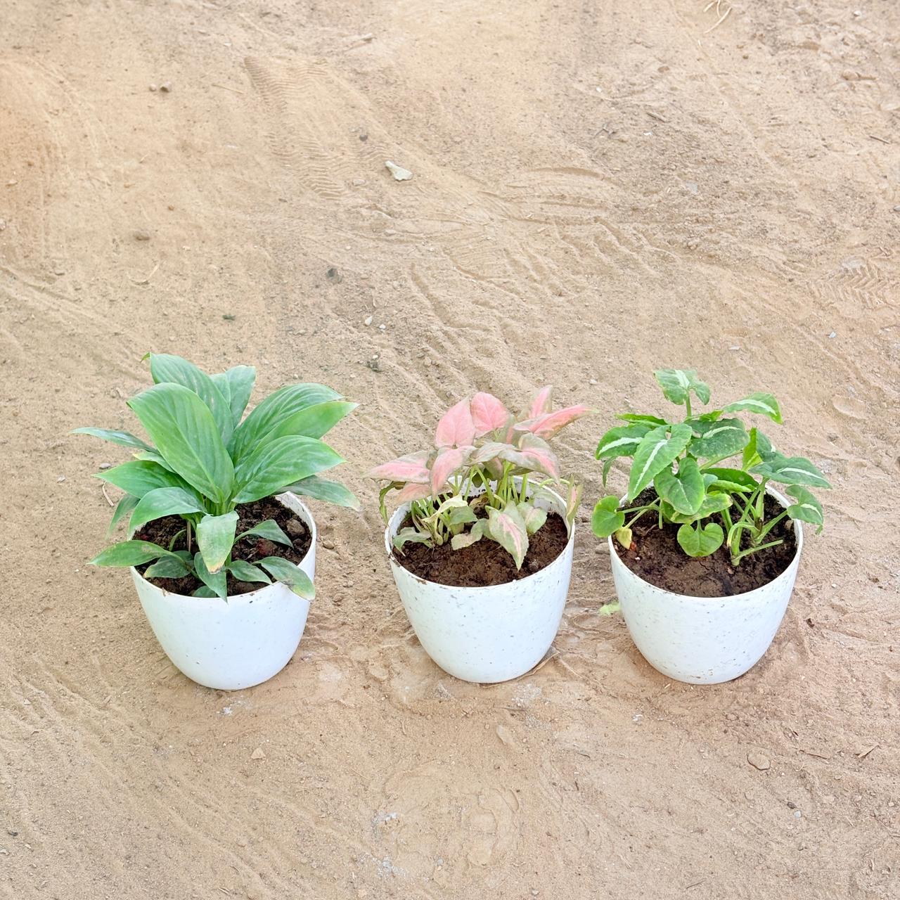 Set of 3 - Peace Lily, Syngonium Pink Arrowhead & Syngonium Kitkat Wendlandii in 4 Inch White Premium Orchid Round Plastic Pot