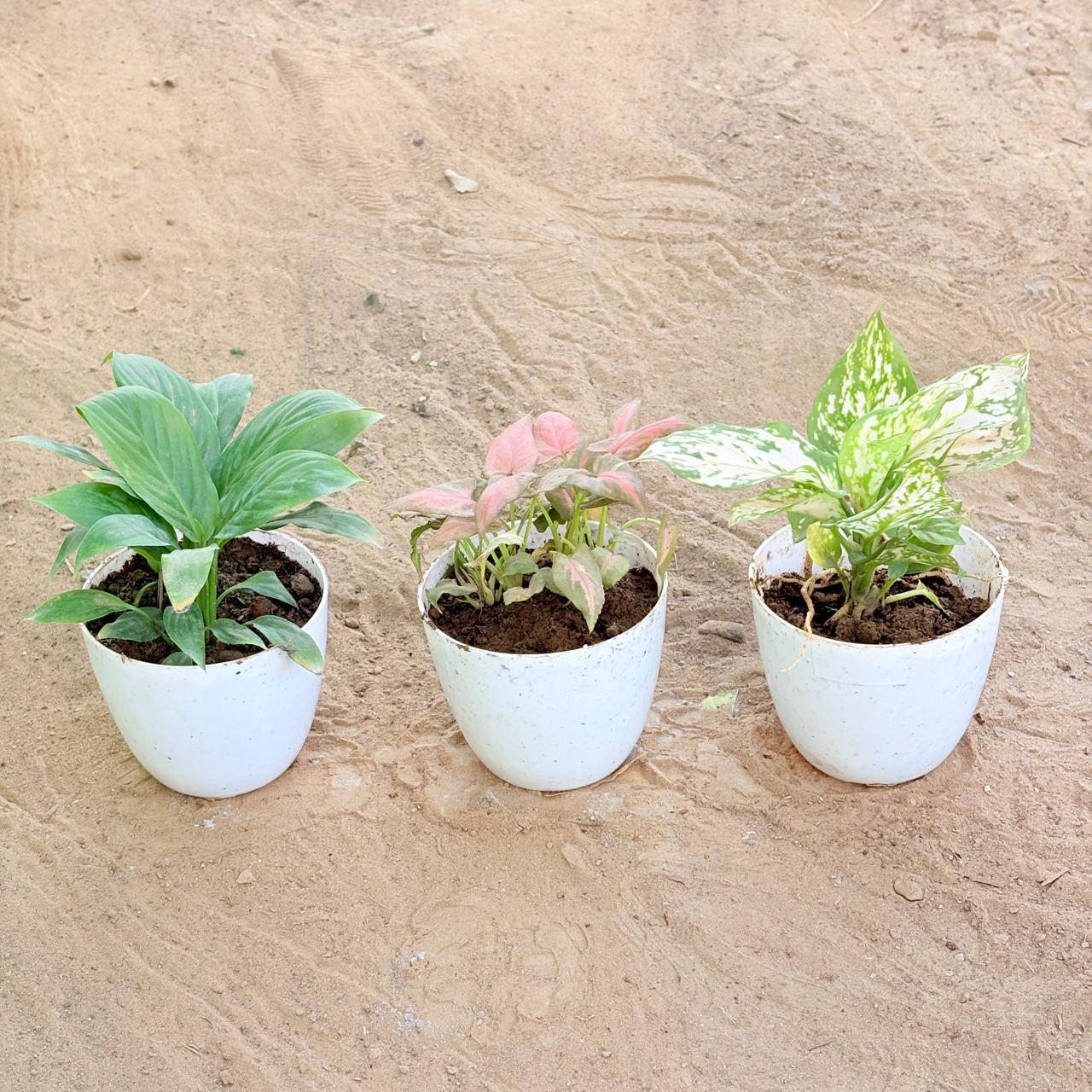 Set of 3 - Peace Lily, Syngonium Pink Arrowhead & Aglaonema White in 4 Inch White Premium Orchid Round Plastic Pot