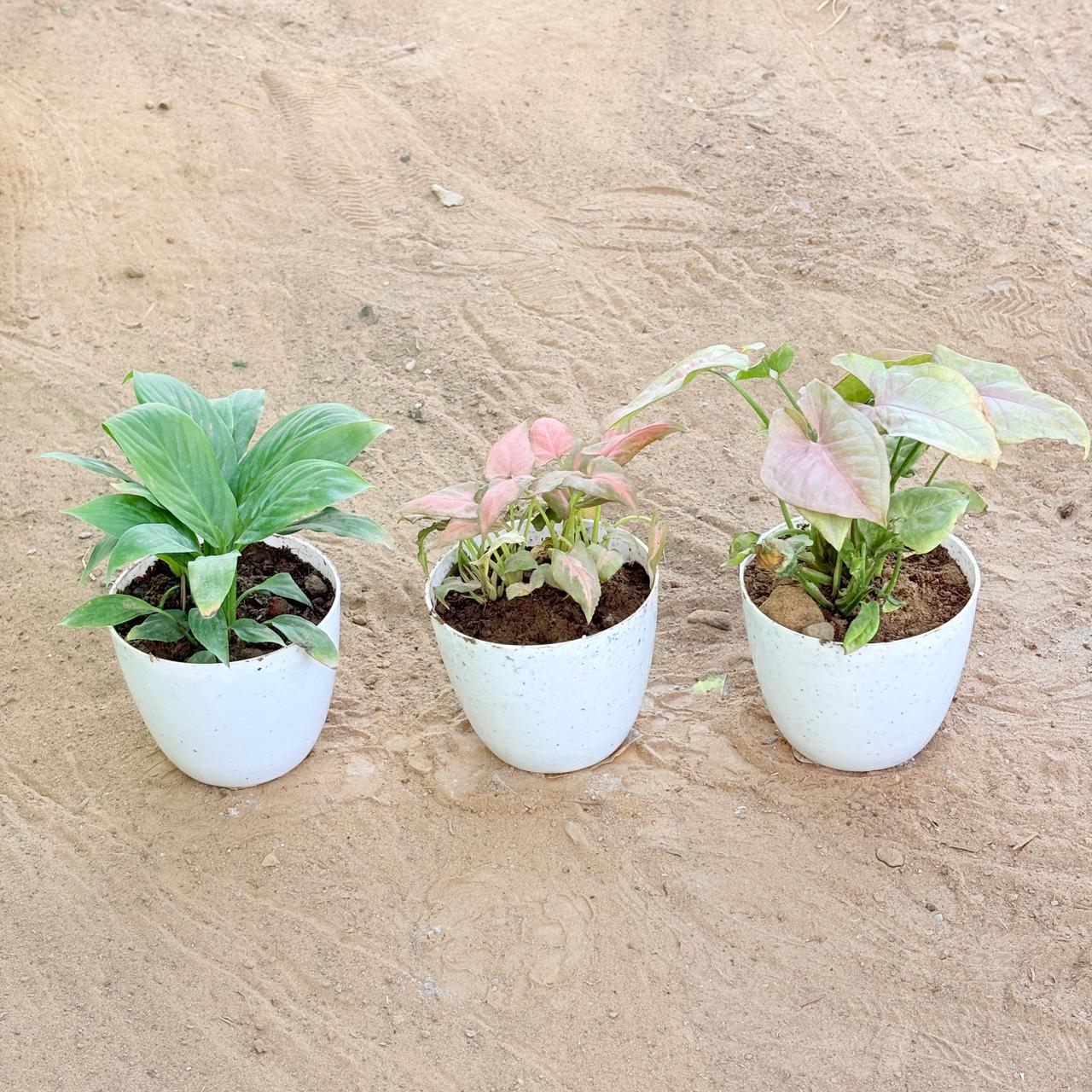 Set of 3 - Peace Lily, Syngonium Pink Arrowhead & Syngonium Pink in 4 Inch White Premium Orchid Round Plastic Pot