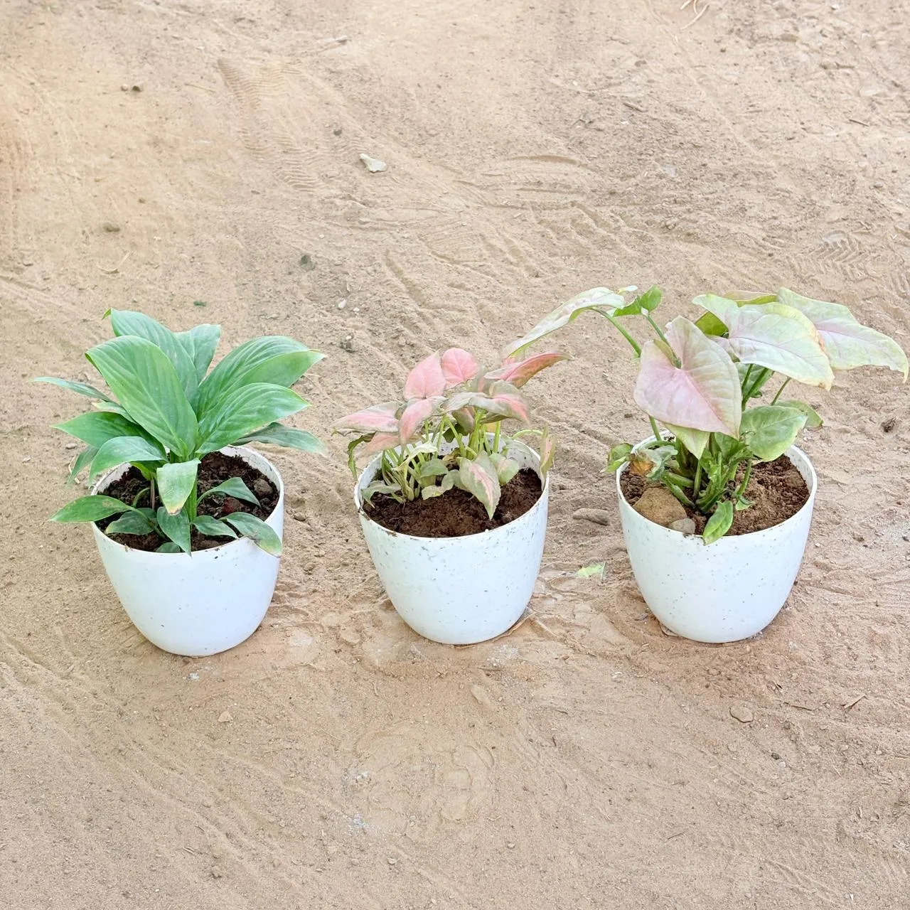 Set of 3 - Peace Lily, Syngonium Pink Arrowhead & Syngonium Pink in 4 Inch White Premium Orchid Round Plastic Pot