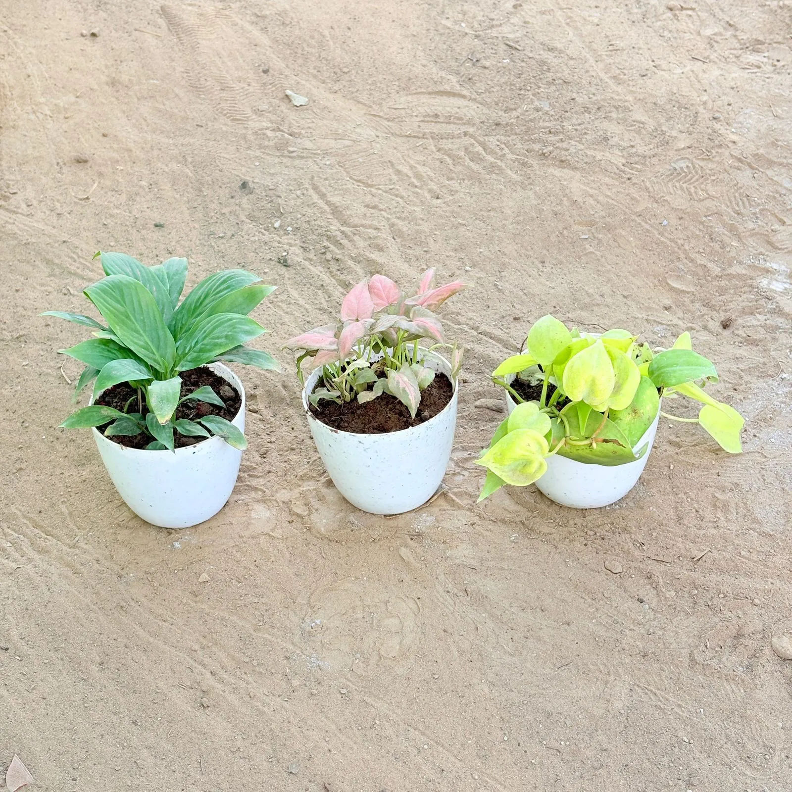 Set of 3 - Peace Lily, Syngonium Pink Arrowhead & Oxycardium Golden in 4 Inch White Premium Orchid Round Plastic Pot