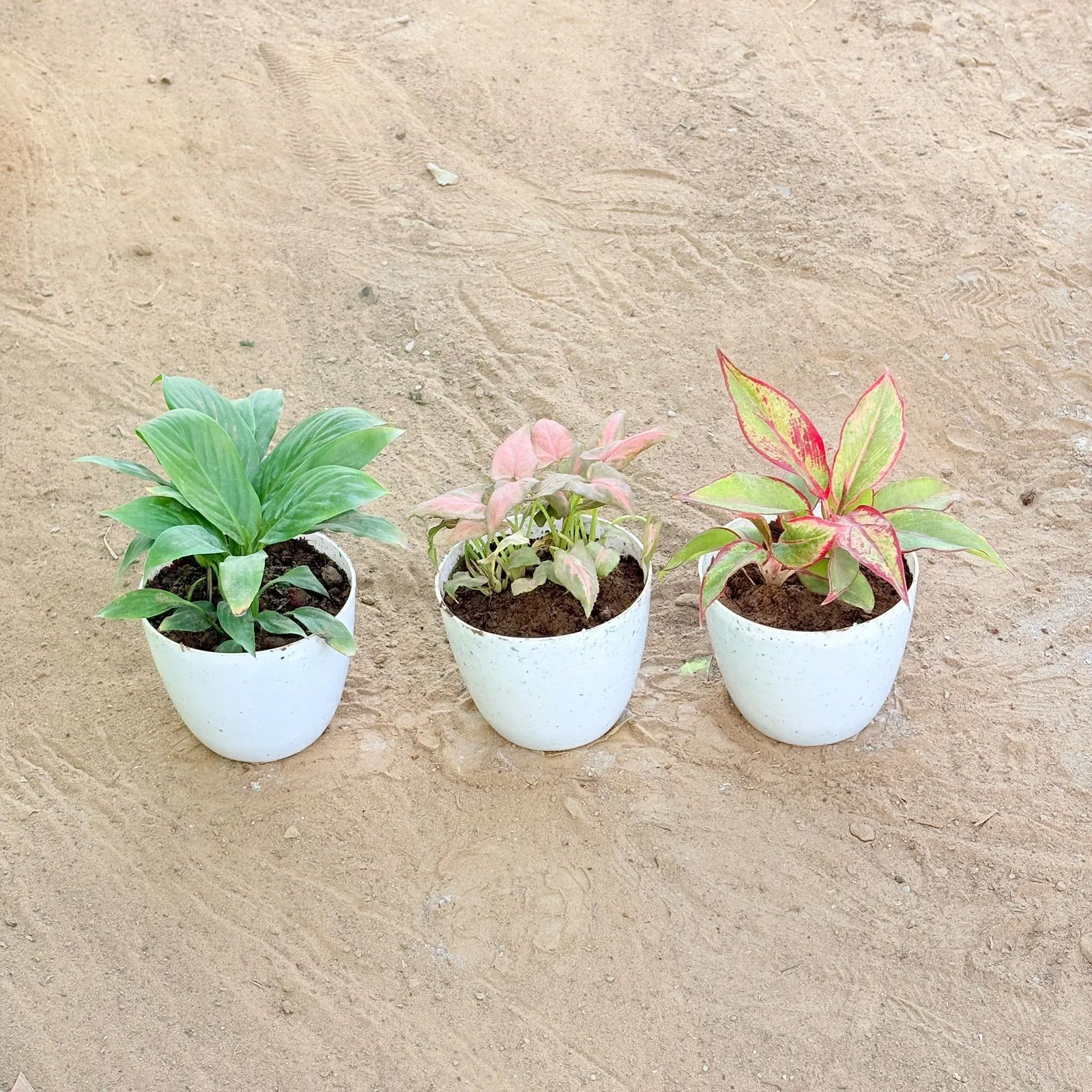 Set of 3 - Peace Lily, Syngonium Pink Arrowhead & Aglaonema Lipstick in 4 Inch White Premium Orchid Round Plastic Pot