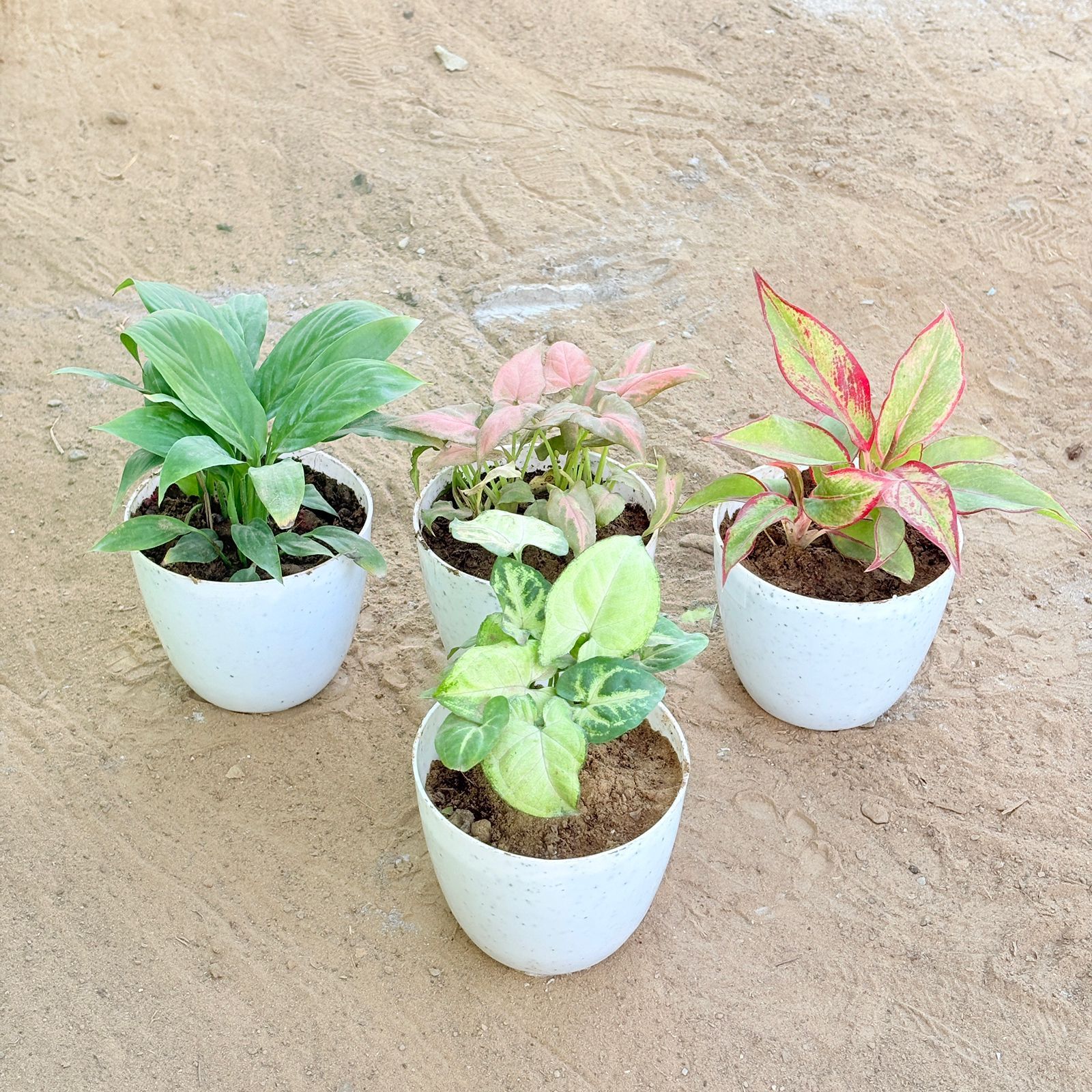 Set of 4 - Peace Lily, Syngonium Pink Arrowhead, Aglaonema Lipstick & Syngonium Butterfly in 4 Inch White Premium Orchid Round Plastic Pot