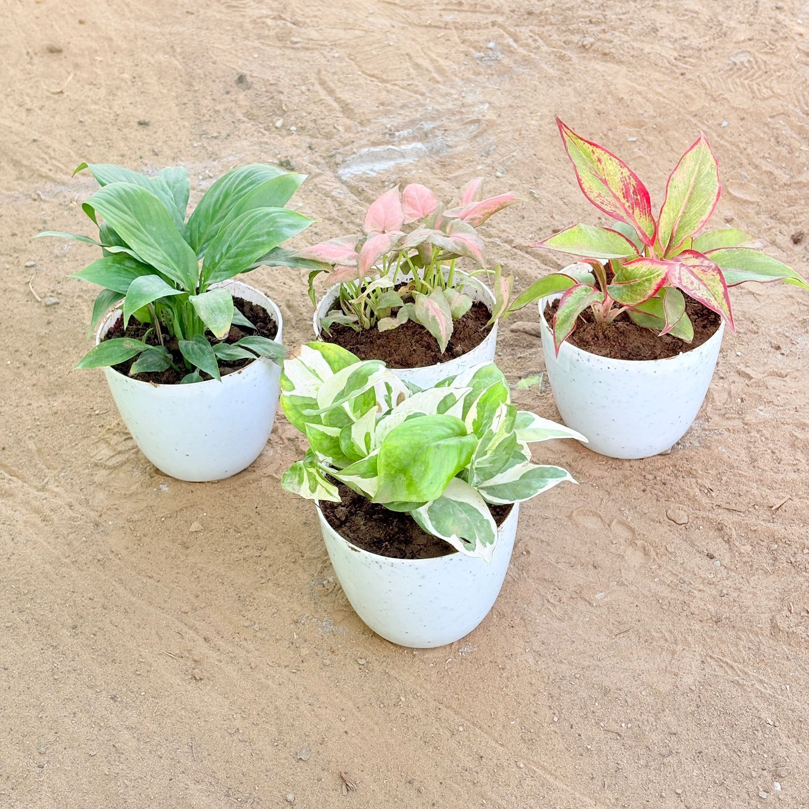 Set of 4 - Peace Lily, Syngonium Pink Arrowhead, Aglaonema Lipstick & Money Plant N'Joy in 4 Inch White Premium Orchid Round Plastic Pot