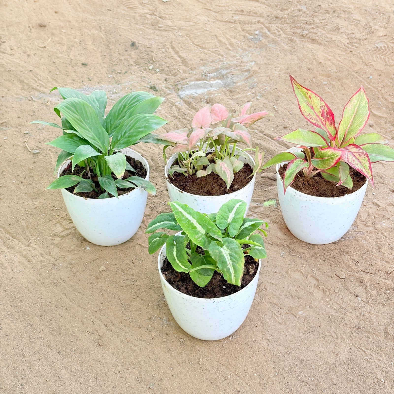 Set of 4 - Peace Lily, Syngonium Pink Arrowhead, Aglaonema Lipstick & Syngonium Kitkat Wendlandii in 4 Inch White Premium Orchid Round Plastic Pot