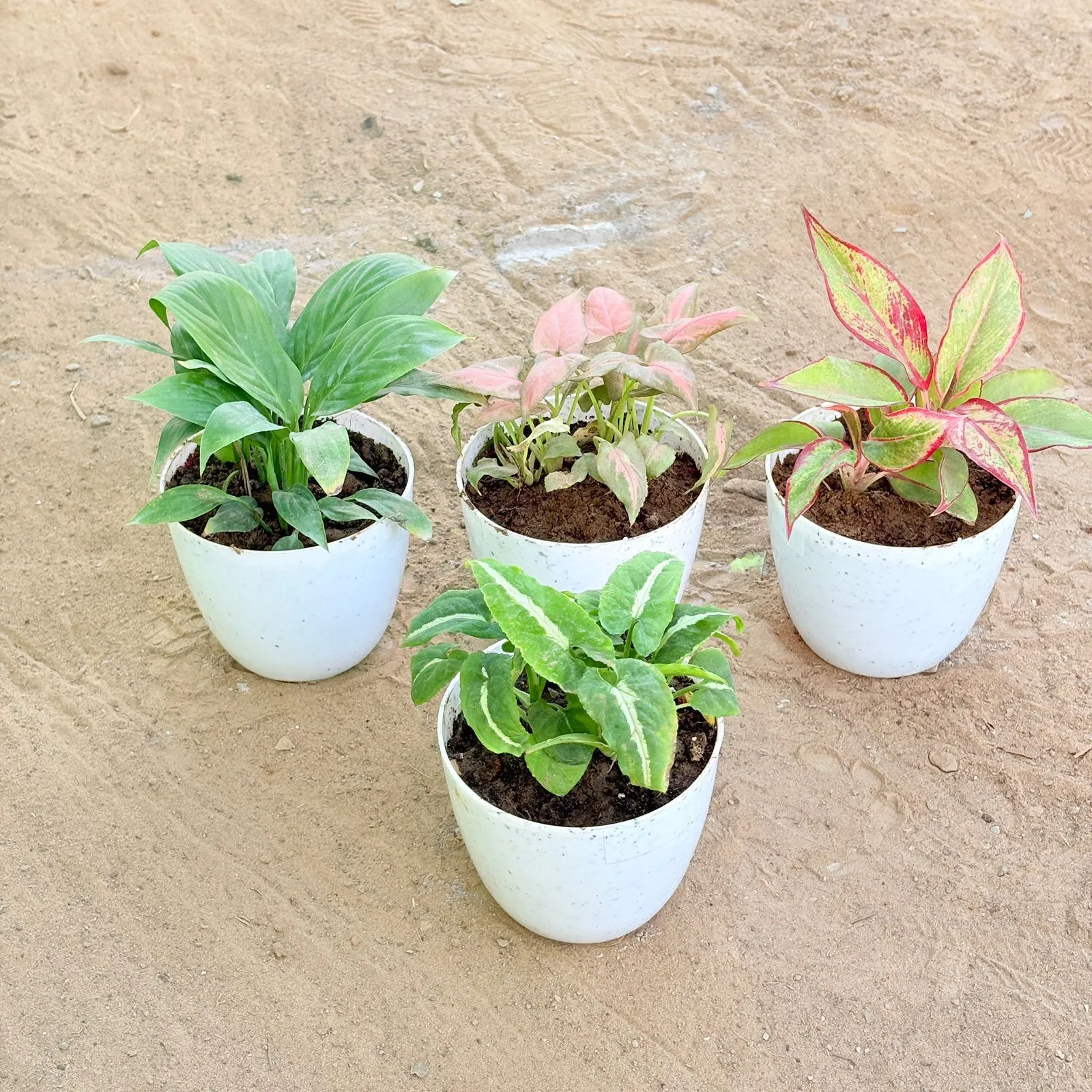 Set of 4 - Peace Lily, Syngonium Pink Arrowhead, Aglaonema Lipstick & Syngonium Kitkat Wendlandii in 4 Inch White Premium Orchid Round Plastic Pot