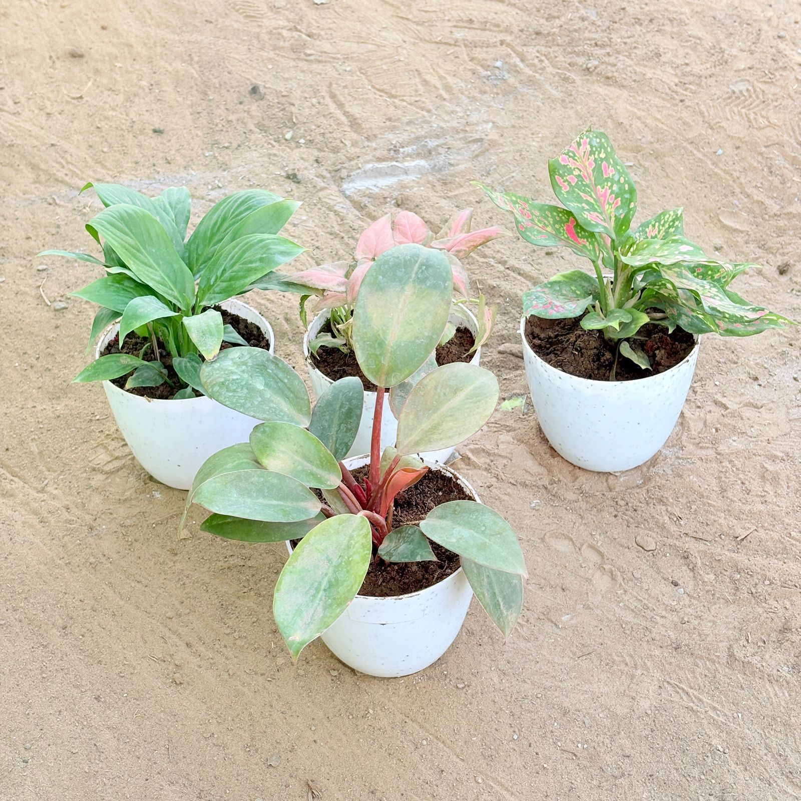 Set of 4 - Peace Lily, Syngonium Pink Arrowhead, Aglaonema Pink & Philodendron Red in 4 Inch White Premium Orchid Round Plastic Pot