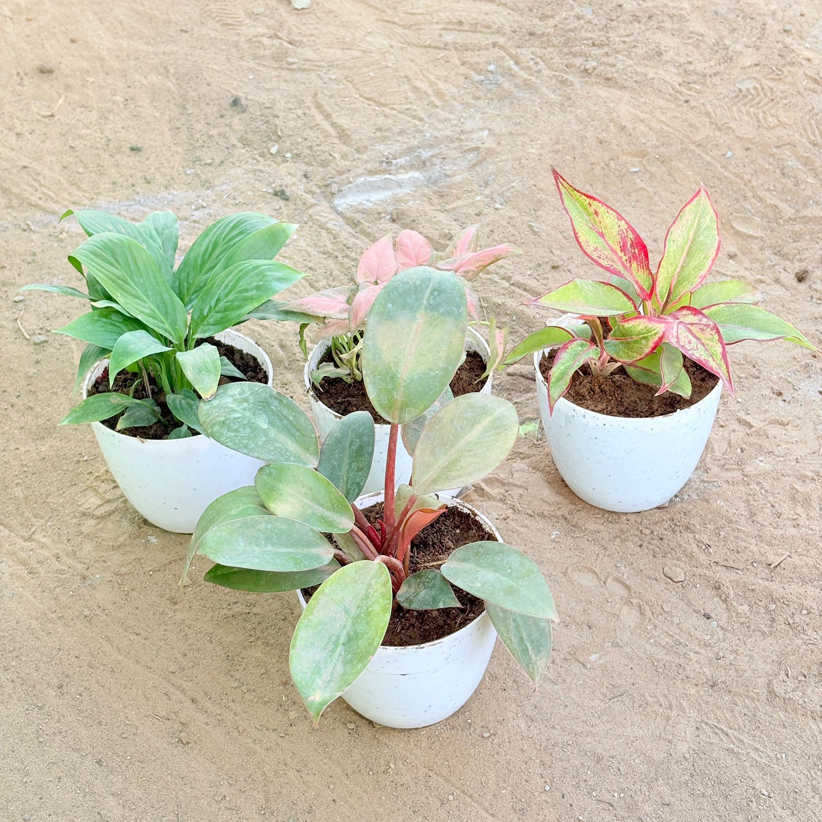 Set of 4 - Peace Lily, Syngonium Pink Arrowhead, Aglaonema Lipstick & Philodendron Red in 4 Inch White Premium Orchid Round Plastic Pot