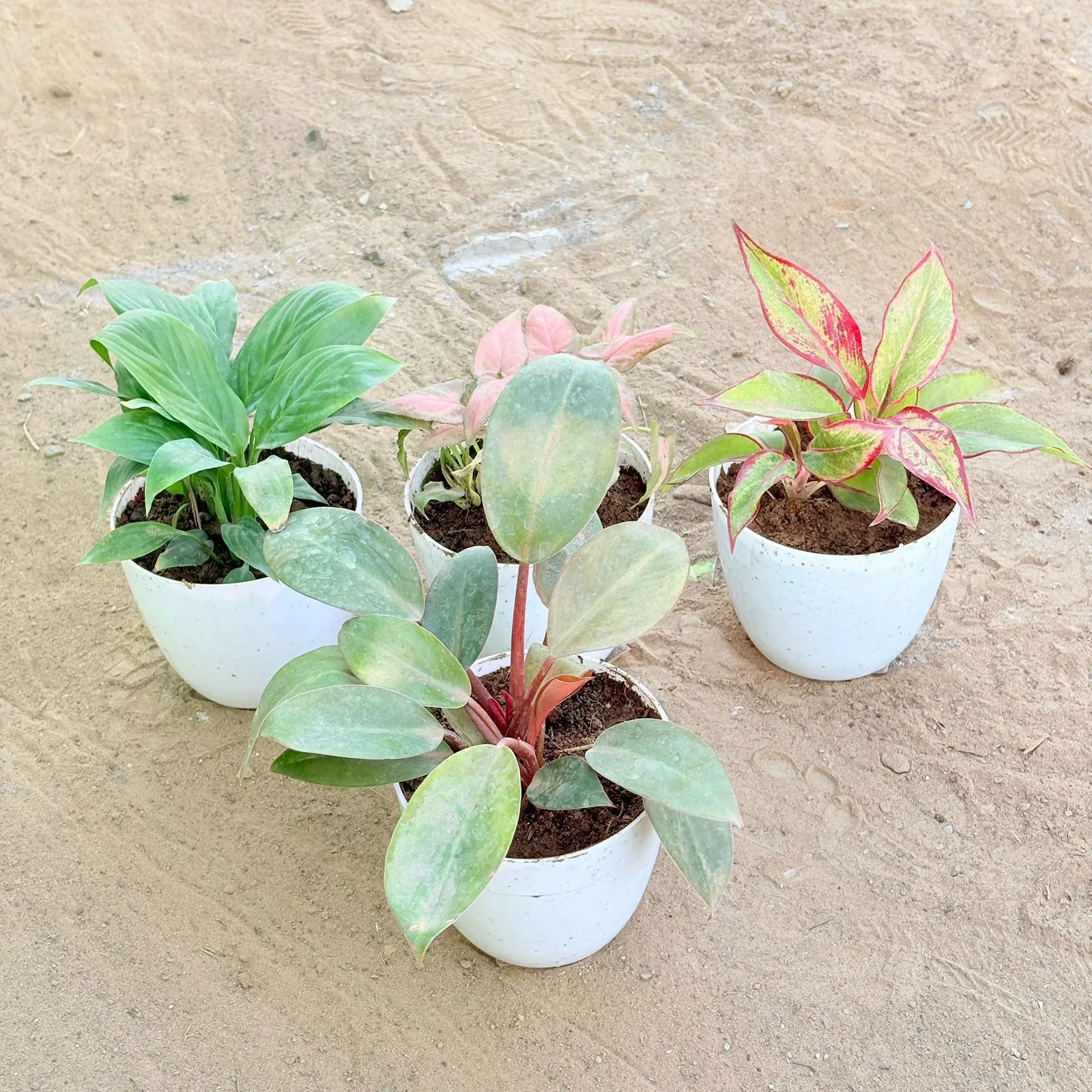 Set of 4 - Peace Lily, Syngonium Pink Arrowhead, Aglaonema Lipstick & Philodendron Red in 4 Inch White Premium Orchid Round Plastic Pot