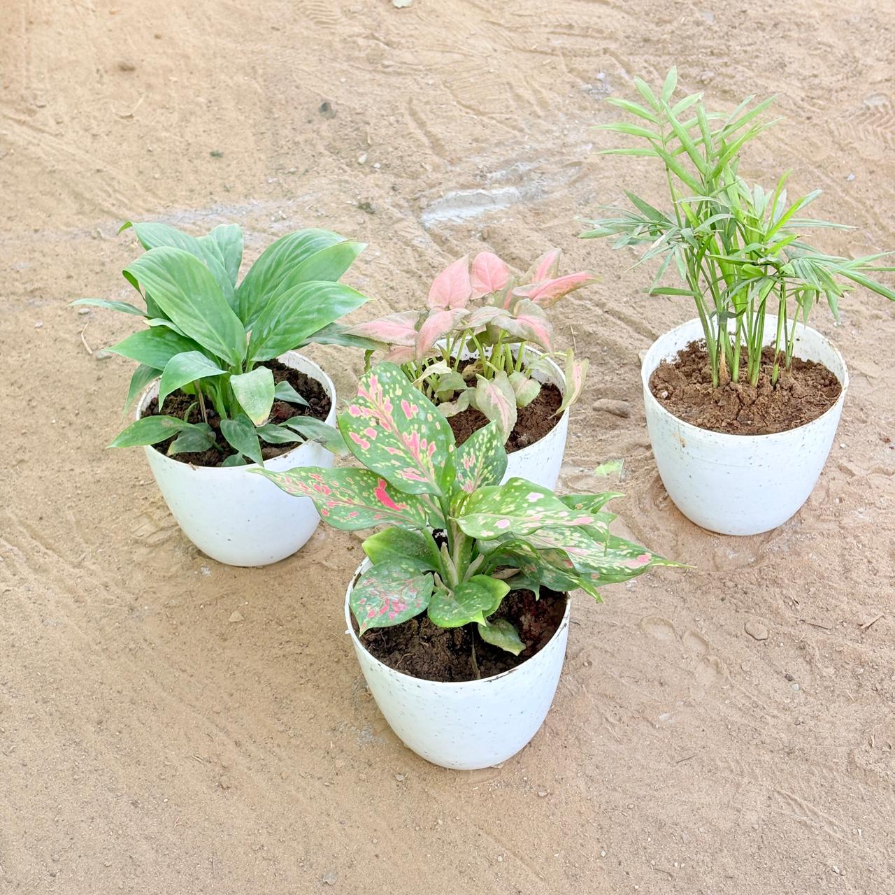 Set of 4 - Peace Lily, Syngonium Pink Arrowhead, Chamaedorea Palm & Aglaonema Pink in 4 Inch White Premium Orchid Round Plastic Pot