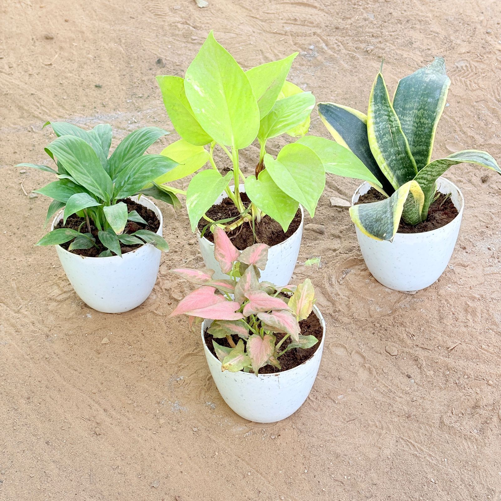 Set of 4 - Peace Lily, Money Plant Golden, Snake Yellow & Syngonium Pink Arrowhead in 4 Inch White Premium Orchid Round Plastic Pot