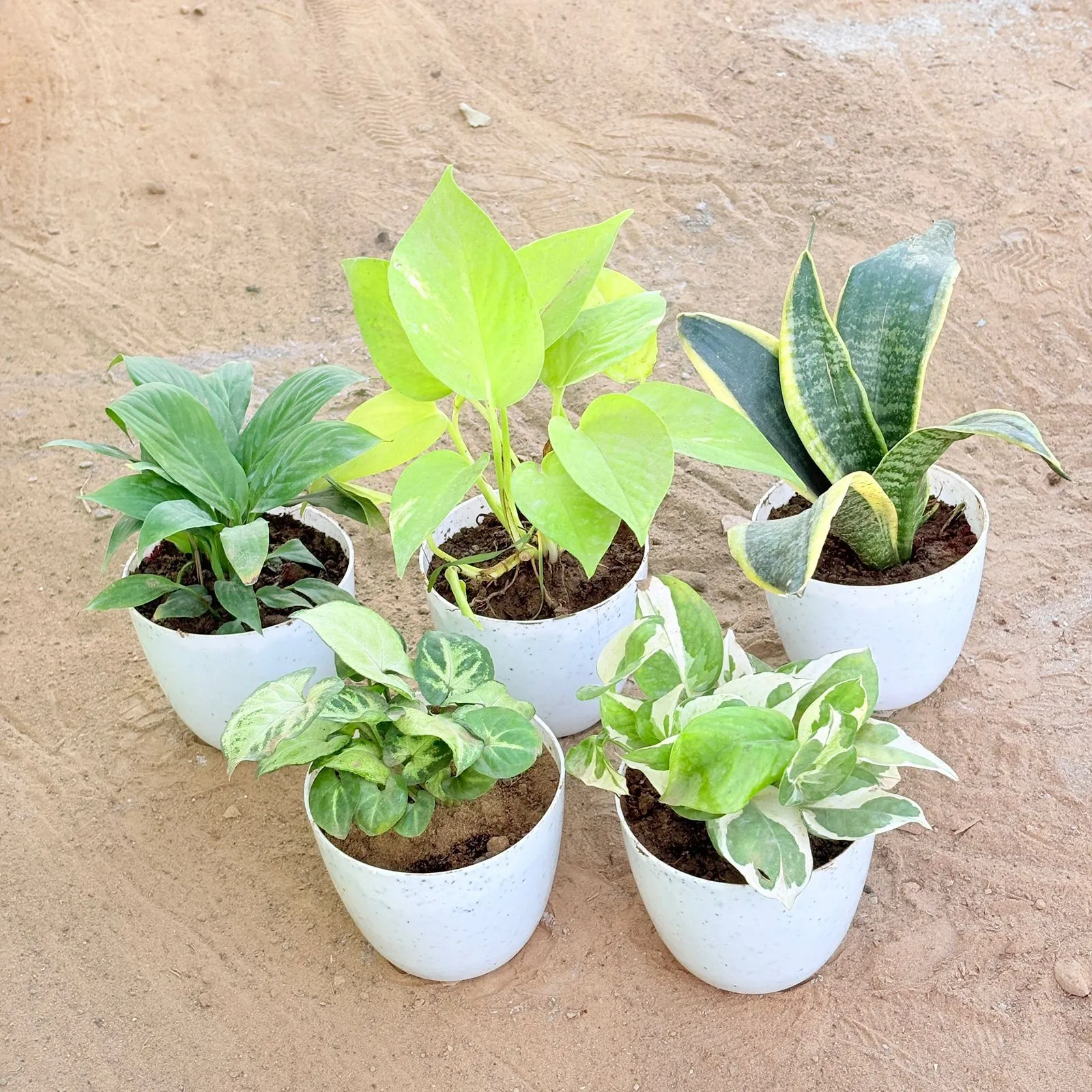 Set of 5 - Peace Lily, Money Plant Golden, Snake Yellow, Syngonium Butterfly & Money Plant N'Joy in 4 Inch White Premium Orchid Round Plastic Pot