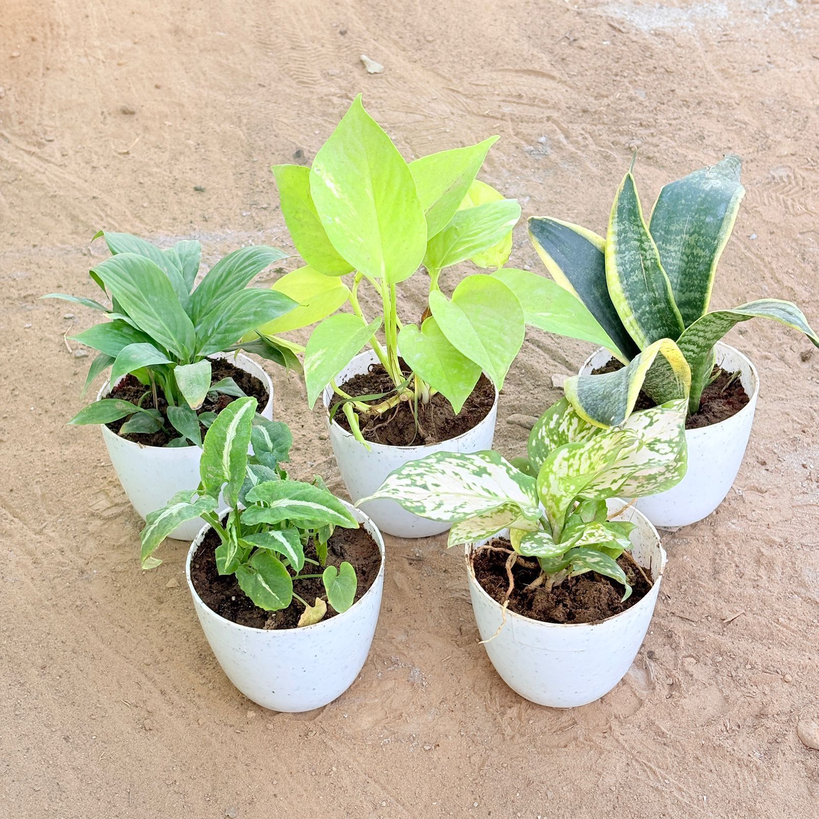 Set of 5 - Peace Lily, Money Plant Golden, Snake Yellow, Syngonium Kitkat Wendlandii & Aglaonema Pink in 4 Inch White Premium Orchid Round Plastic Pot