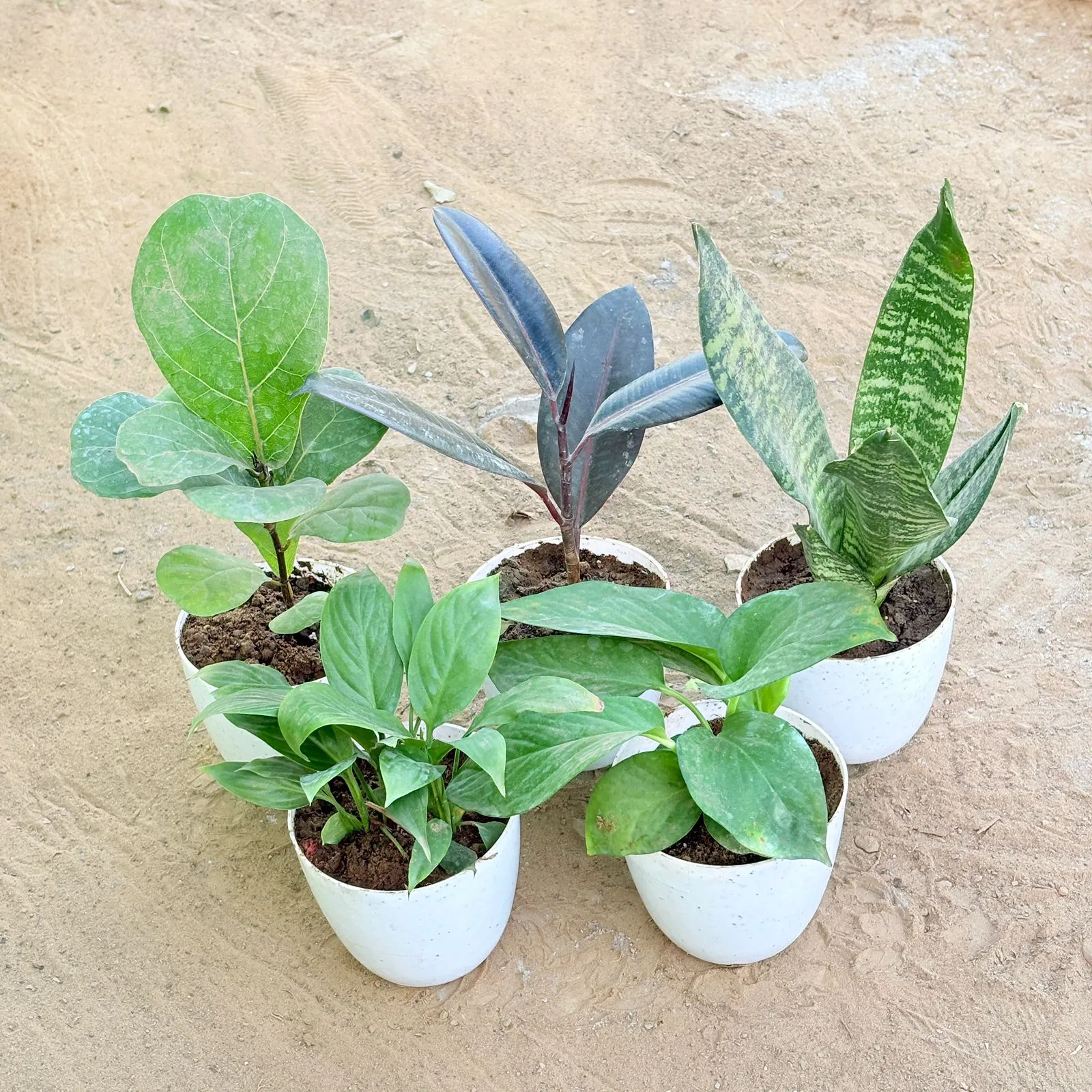 Set of 5 - Fiddle Leaf Fig / Ficus Lyrata, Rubber Black, Snake Green, Peace Lily & Money Plant Green in 4 Inch White Premium Orchid Round Plastic Pot