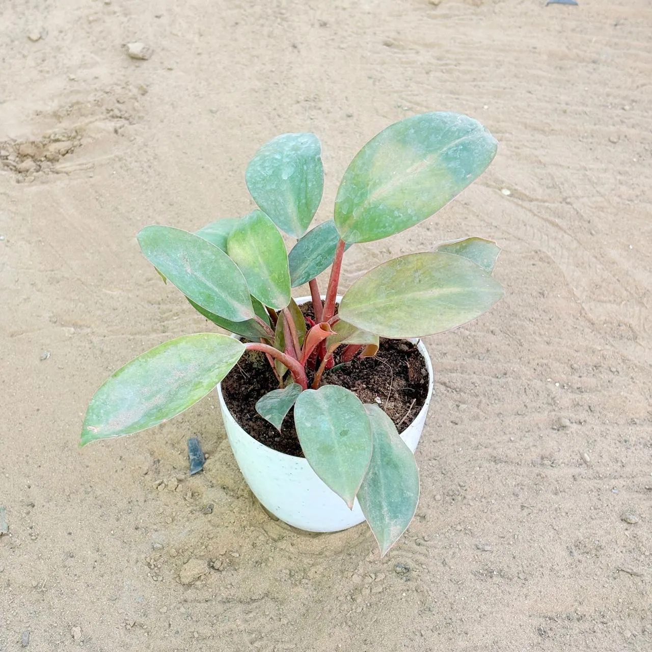 Philodendron Red in 4 Inch White Premium Orchid Round Plastic Pot