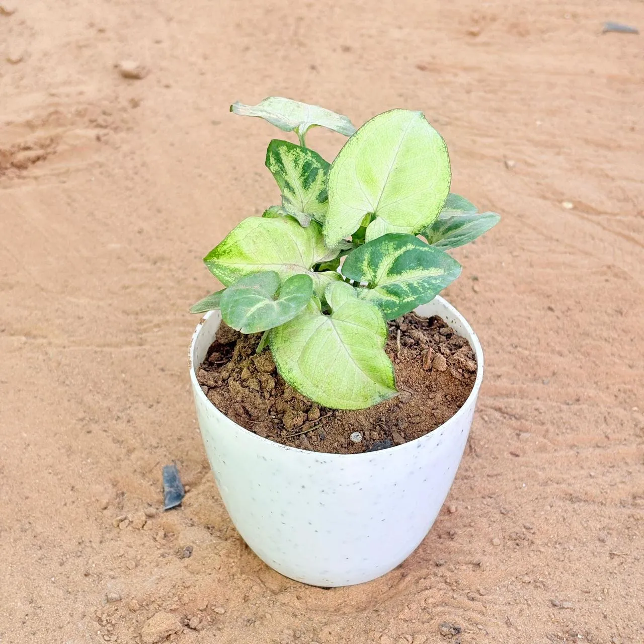 Syngonium Butterfly in 4 Inch White Premium Orchid Round Plastic Pot