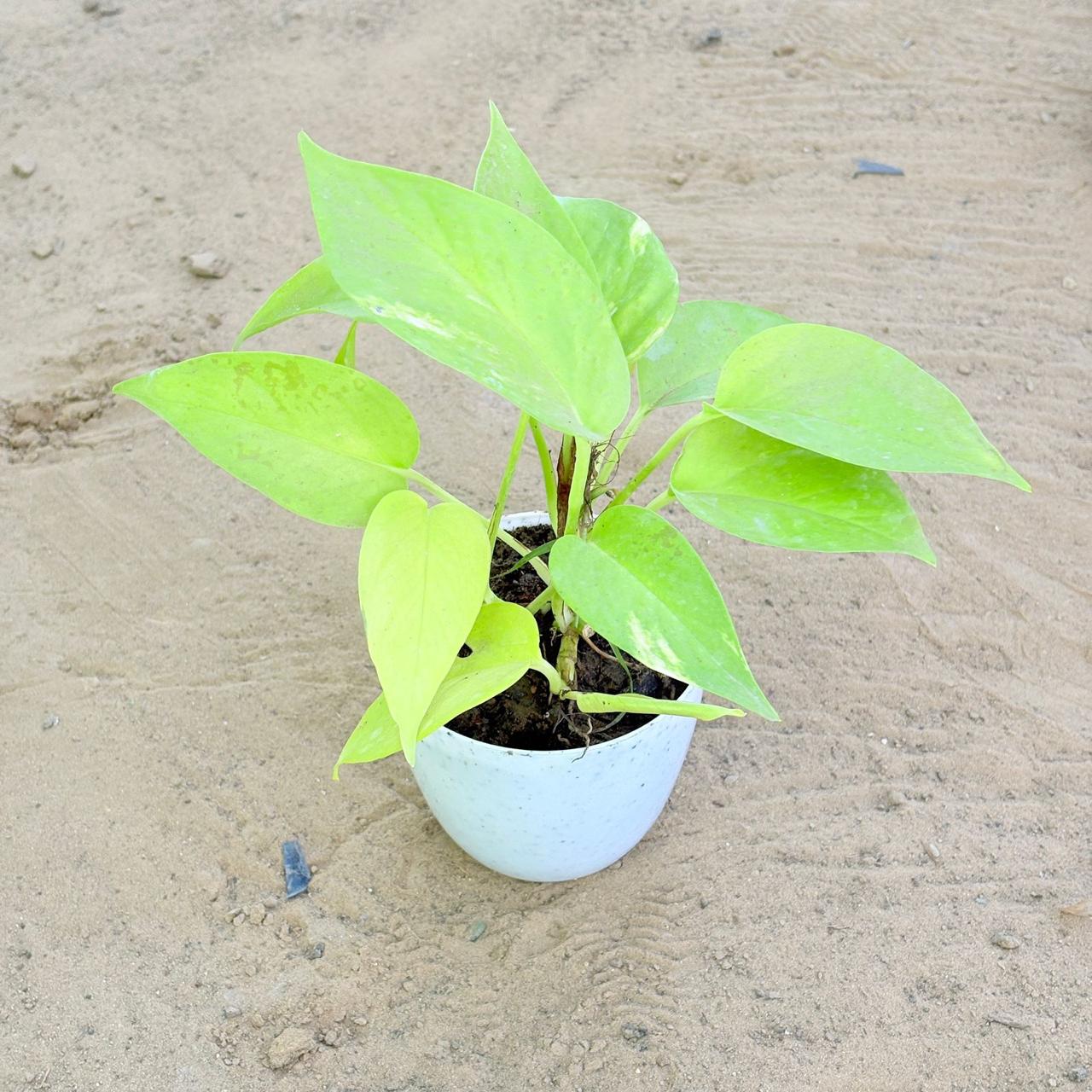 Money Plant Golden in 4 Inch White Premium Orchid Round Plastic Pot