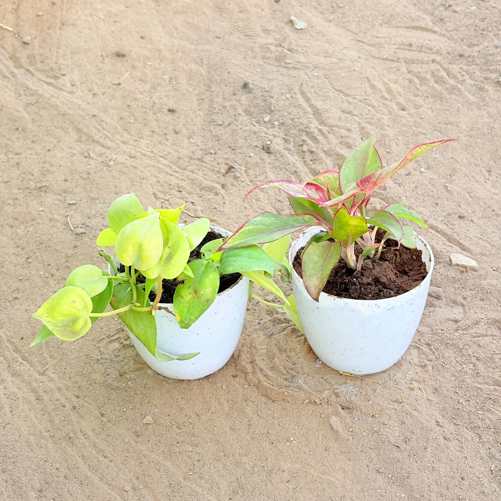 Set of 2 - Oxycardium Golden & Aglaonema Lipstick in 4 Inch White Premium Orchid Round Plastic Pot