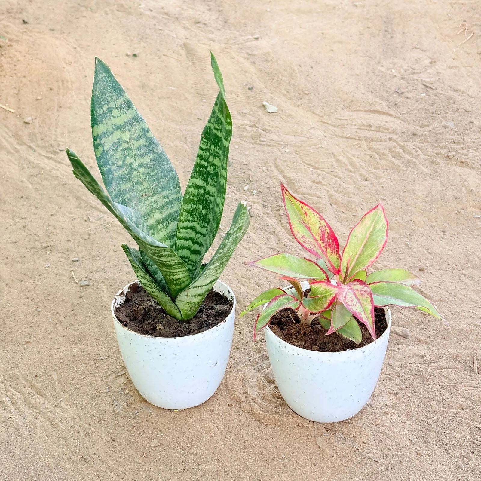 Set of 2 - Aglaonema Lipstick & Snake Green in 4 Inch White Premium Orchid Round Plastic Pot