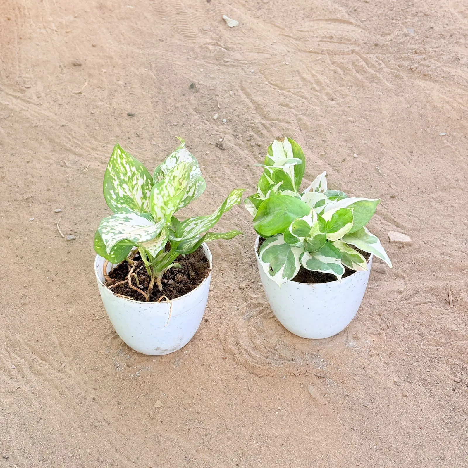 Set of 2 - Money Plant N'Joy & Aglaonema White in 4 Inch White Premium Orchid Round Plastic Pot