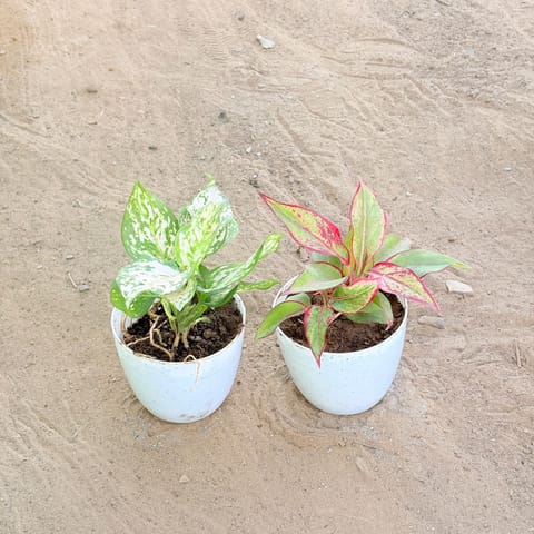 Set of 2 - Aglaonema White & Aglaonema Lipstick in 4 Inch Live Plant White Premium Orchid Round Plastic Pot