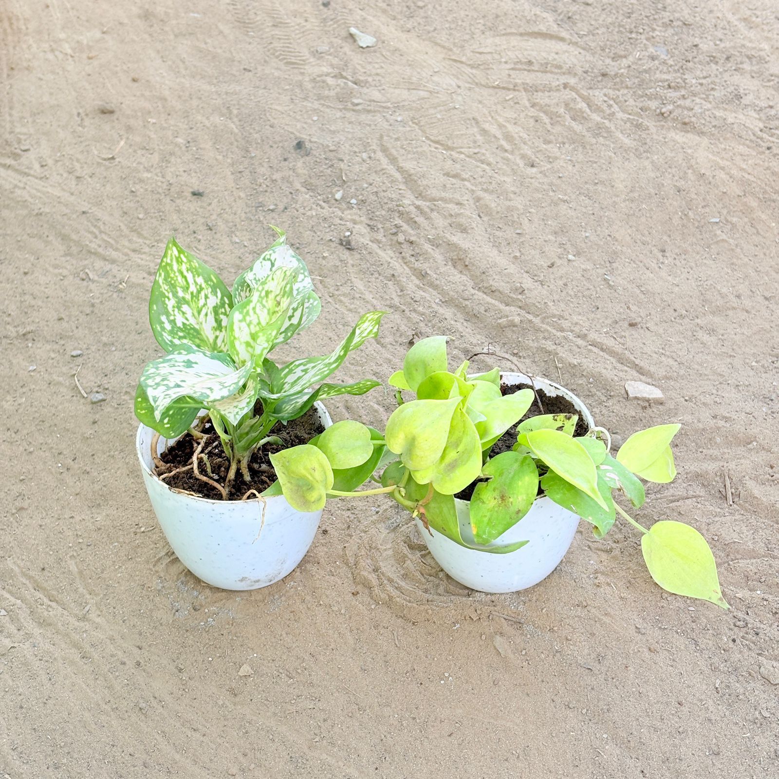Set of 2 - Aglaonema White & Oxycardium Golden in 4 Inch White Premium Orchid Round Plastic Pot