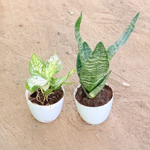 Set of 2 - Aglaonema White & Snake Green in 4 Inch Live Plant White Premium Orchid Round Plastic Pot