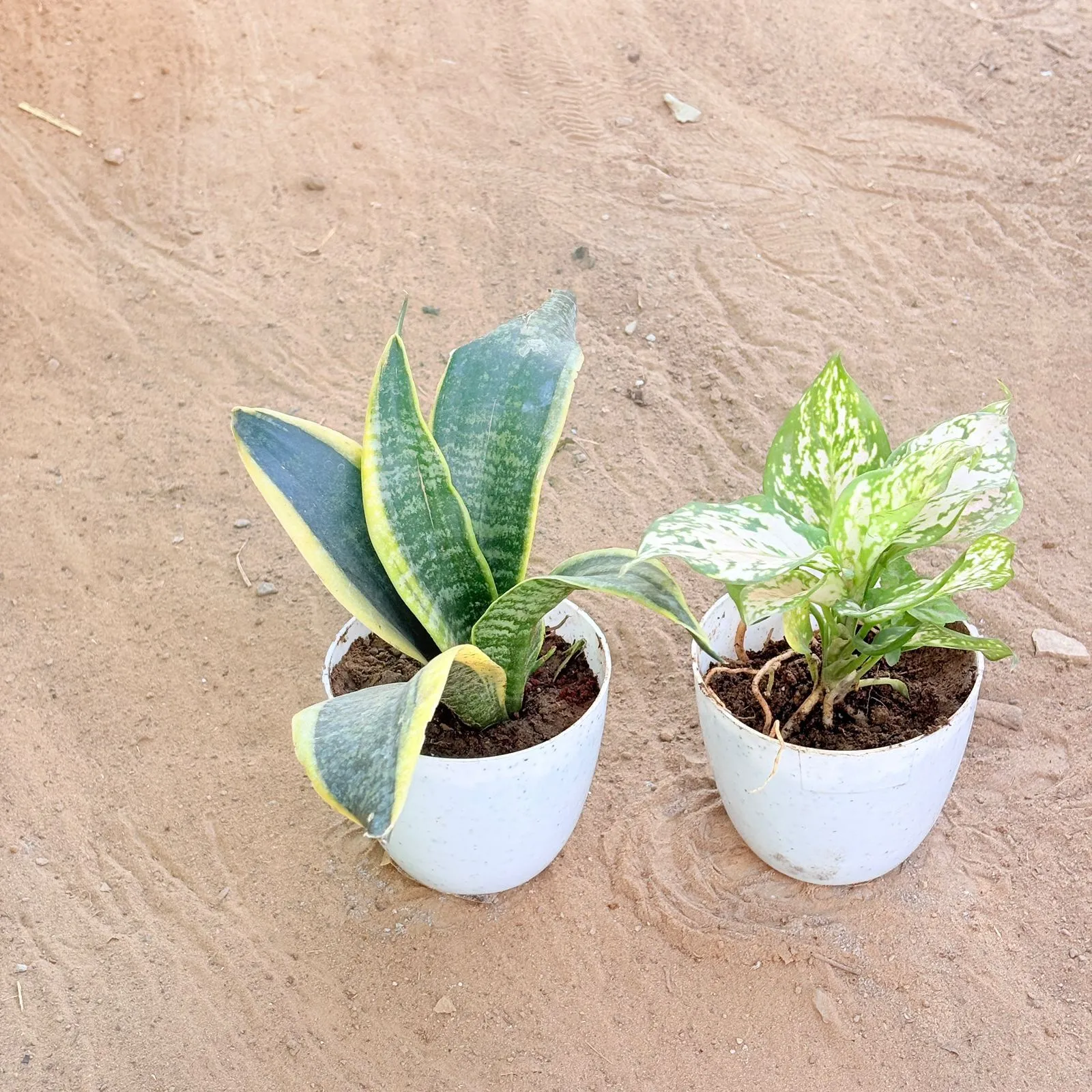 Set of 2 - Snake Yellow & Aglaonema White in 4 Inch White Premium Orchid Round Plastic Pot