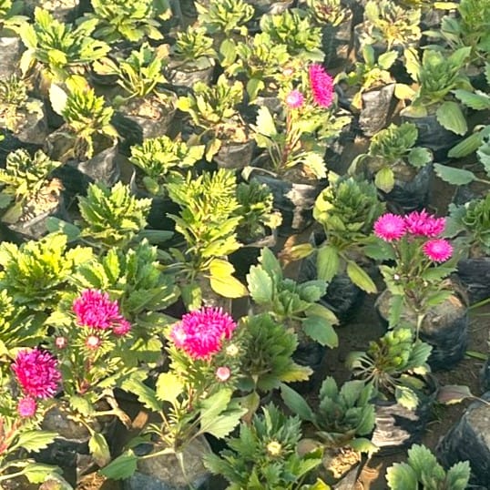 Aster (any colour) in 3 Inch Nursery Bag