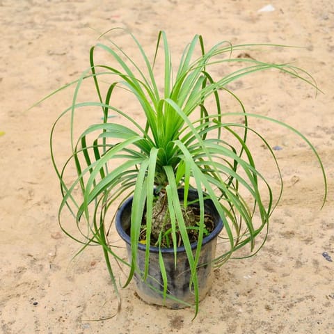 Lolina Palm / Ponytail Palm in 8 Inch Nursery pot