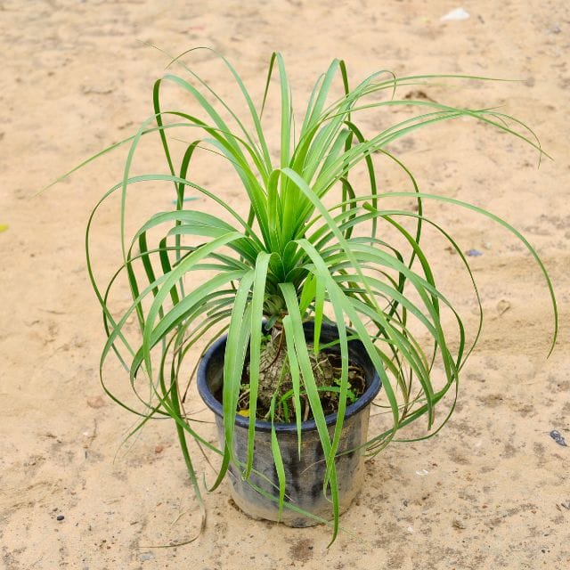 Lolina Palm / Ponytail Palm in 8 Inch Nursery pot