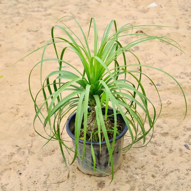 Lolina Palm / Ponytail Palm in 8 Inch Nursery pot