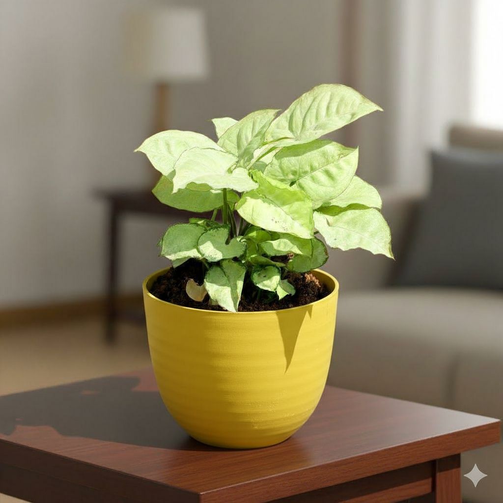 Syngonium White in 4 Inch Yellow Avora Premium Plastic Planter