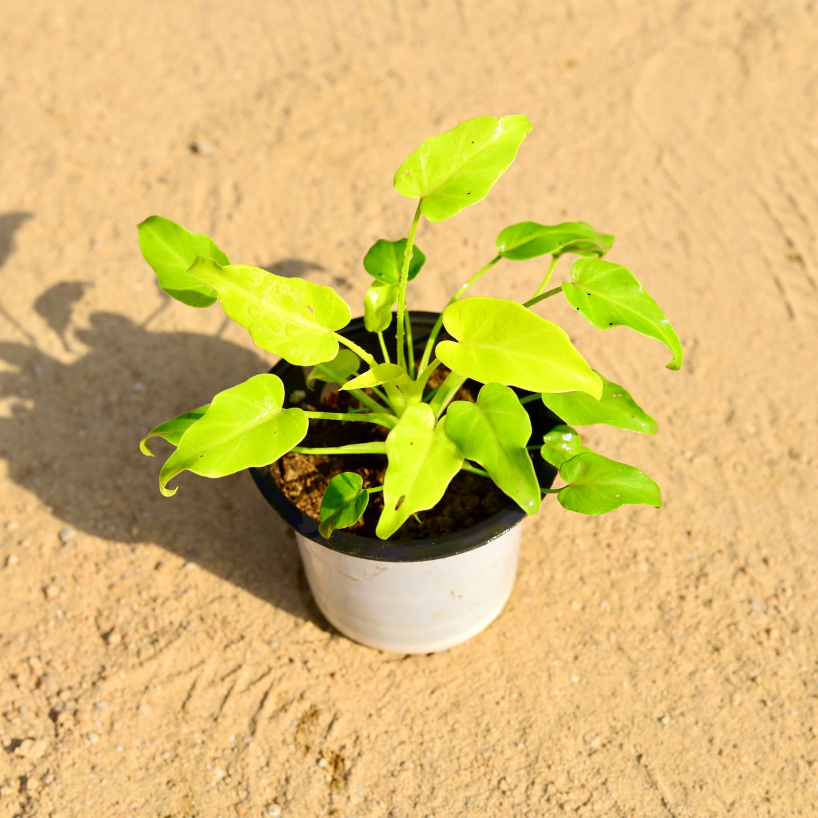 Xanadu Golden Dwarf in 4 Inch Nursery Pot